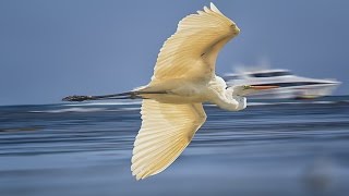 Ramble on Serangan Island, Bali (HD)