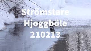 Strömstare Hjoggböle 210213