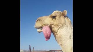 Oh My God.. Camel ki jibh itni moti..😨😨