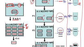 高三選修生物11 3 08麥舍生和史塔爾證明DNA複製為半保留方式二簡