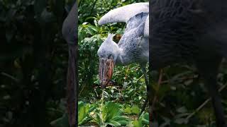 B-Rex 🦖 Shoebill Stork Rare And Almost Unknown Bird