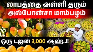 2 லட்சம் ஏக்கருக்கு  வருமானம் | அதிக லாபம் அல்போன்சா மாம்பழம் விவசாயம் | Fabby