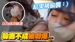 妹子餵鹿遭包圍嚇瘋藏身　以為安全→鹿之偷襲術｜搞笑｜日本｜動物｜精選影片