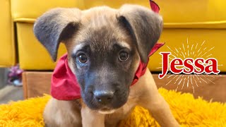 Jessa the Joyful Wiggleschmoopsie finds her joy in treats and ear scratches!