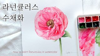 [ENG]라넌큘러스 수채화🌸- 복잡한 꽃 그리기| How to paint watercolor Ranunculus