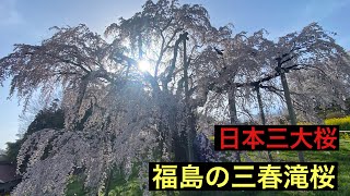 【福島•三春滝桜】日本三大桜を見に行って来ました‼️