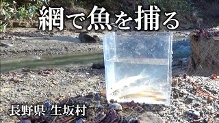 川と沢の合流点で魚捕り【冬のガサガサ】麻績川・長野県生坂村