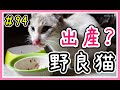 【野良猫トラさんとシロさんの日常】赤ちゃんを出産？保護出来ず場所も分からずご飯を食べにくる子猫たち【保護猫・捨て猫VLOG】