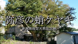 弥彦の蛸ケヤキ（新潟県弥彦村）