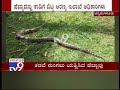 chikkamagaluru python tries to swallow elk in bhaktharahalli village