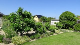 ご近所ハーブガーデン紹介５月～自然のハーバルライフ-HERB-Japanese Herb Garden