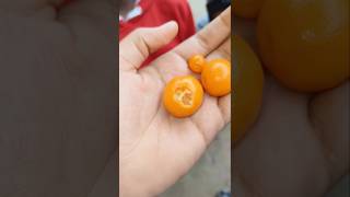 World Smallest Orange 🍊| #minivlog #ashortaday #ytshorts