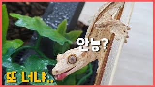 크레스티드 게코의 매력에 빠져 그만 또 데려와버렸습니다.. 12번째 새식구겸 주인 crested gecko [동물노예]