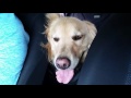 tired dog panting in the car after a long day of hiking 3 year old english cream golden retriever