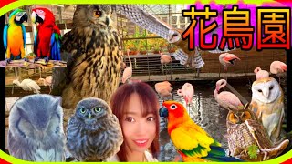 【猛禽類】富士花鳥園で大好きなフクロウ癒しの旅！ハリスホークのショーやエミューの赤ちゃんラッシュ！綺麗な植物や花と不思議な旅に行きませんか？大自然でキャンプもオススメ！【ゆるキャン】【富士宮】聖地巡礼