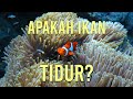 Benarkah Ikan Tidur? Temukan Fakta Menariknya di Sini!