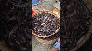 বিল সেচে ধরা দেশীয় মাছ। #fishing #villagefishing #trending #viral #viralvideoシ #shorts