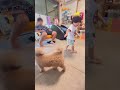 犬を追いかけたら最後大変な事になった shorts トイプードル かわいい 犬 2歳児