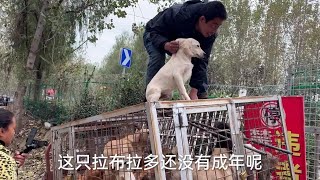 才五个月左右的拉布拉多幼犬就被主人送上狗肉车，就为了几百块钱