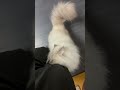 【ヤンキー】何見てんだ？😾おりゃっ cat サイベリアン ネヴァマスカレード ねこ short