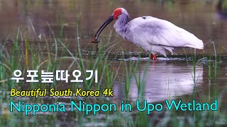 우포늪 따오기, 창녕여행, 4K UHD Upo Swamp Ibis, Nature Discovery, Nature Wonder