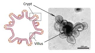 Organoids Explained