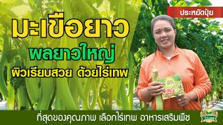 [[ ไร่เทพ อาหารเสริมพืช ]] รีวิวผลลัพธ์จากผู้ใช้จริง | มะเขือยาว | คุณสุวิมล | 080-806-8000