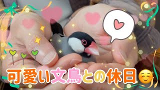 可愛い文鳥との休日⚪︎桜文鳥の福ちゃん　Java sparrow