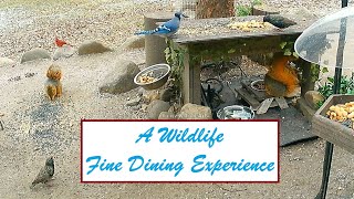 Wildlife Enjoy Fine Dining