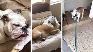 Dog Pretends To Be Asleep To Avoid Walkies