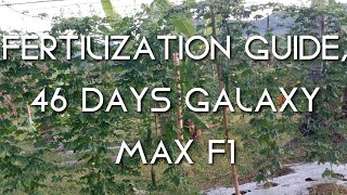 FERTILIZATION GUIDE 46 DAYS GALAXY MAX F1 | AMPALAYA / BITTER GOURD MANAGEMENT ROUTINES