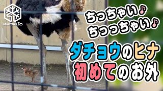 【 旭山動物園】大きなパパママといっしょに初めてのお外♪ちっっっちゃいダチョウのヒナ🐥🌱[Asahiyama Zoo]  Ostrich parents and chick.