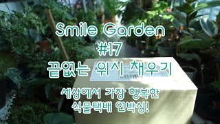 Smile Garden #17 새 식구가 된 초록이들~ 함께 풀어보고 감상해요! 요즘은 어떤 식물이 유행인가요? 식물택배언박싱/호야/싱고니움/베란다가드닝