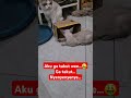 gelud yuk suscribeformore cat catlover kucing kucinglucu song music apt cutecat cutebaby