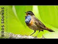 Relaxing Nature Sounds - Birds Singing Without Music, Natural Melodies for Soothe Your Soul