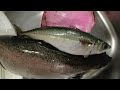 釣り堀の魚は秒で抜け【水宝 釣り堀サーモン】