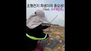 아무도 안 알려준 조형전지✂ 꿀팁! 이론말고 실무로 보여드려요!! (feat. 서부해당화/수사해당화🌸)