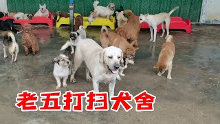 惠惠父亲生病，老五独自照顾流浪狗们，打扫犬舍希望它们身体健康【老五和流浪狗的故事】