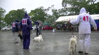 北海道犬協会　長野支部展覧会　成犬第二牝組　特良１席　愛菜