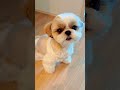 【注意 吸い込まれちゃう】クリクリなお目目に釘付けになってしまうshihtzu stares at mom シーズーあいす puppy シーズー shihtzu dog vlog 犬