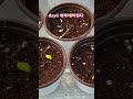 집에서 귀리 키우기 grow oat in home