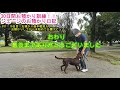 犬のしつけ、訓練フラットコーテッドレトリバー6ヶ月仔犬30日間お預かり訓練日記＃11