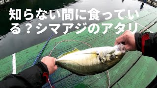 【繊細なアタリをかけアワセ】脈釣りで釣り堀のシマアジを釣る