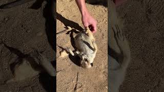 This Meerkat is getting the best massage!! ❤️ #animallover #farmlife #relaxing #massage #meerkat