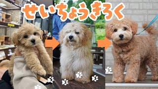 【可愛くないって本当？】マルプー子犬の成犬までの成長記録｜かわいい・初カット・散歩・トイレトレーニング🫧