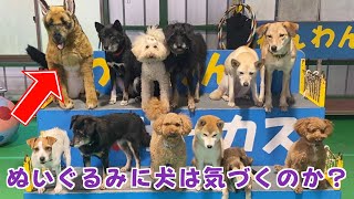 【ドッキリ】お友達の中にリアルなぬいぐるみが紛れてたら犬は気づくのか？