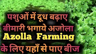 पशुओं में दूध बढ़ाए बीमारी भगाये अजोला,  Azolla की खेती के लिए यहाँ से पाए बीज, Mosquito ferns एजोला