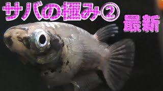 【サバの極み②】めだかコレクション vol.87　改良メダカ　サムネイル画像は動画から切り抜き