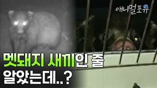 어라..? 멧돼지 새끼인 줄 알았는데😱 여자를 습격한 야생 동물의 정체 | KBS 생활의 발견 170518 방송