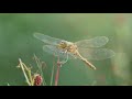 秋の花とトンボ　fall of japan flowers and dragonfly